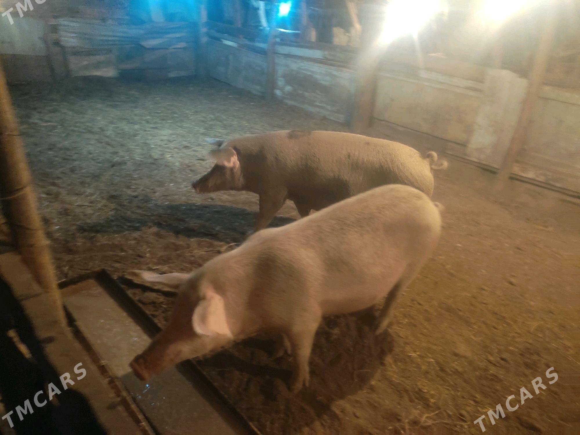 Donuz - Çärjew - img 2