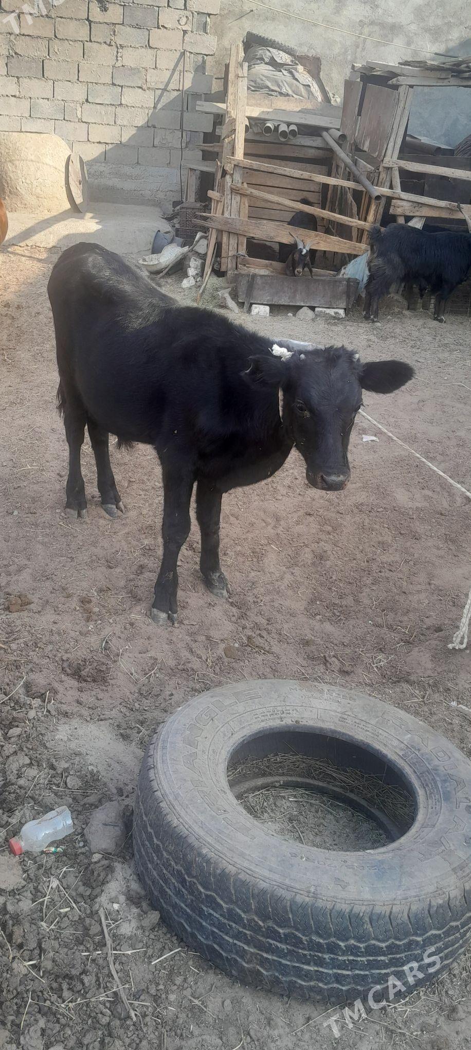 Öküzçe - Aşgabat - img 3