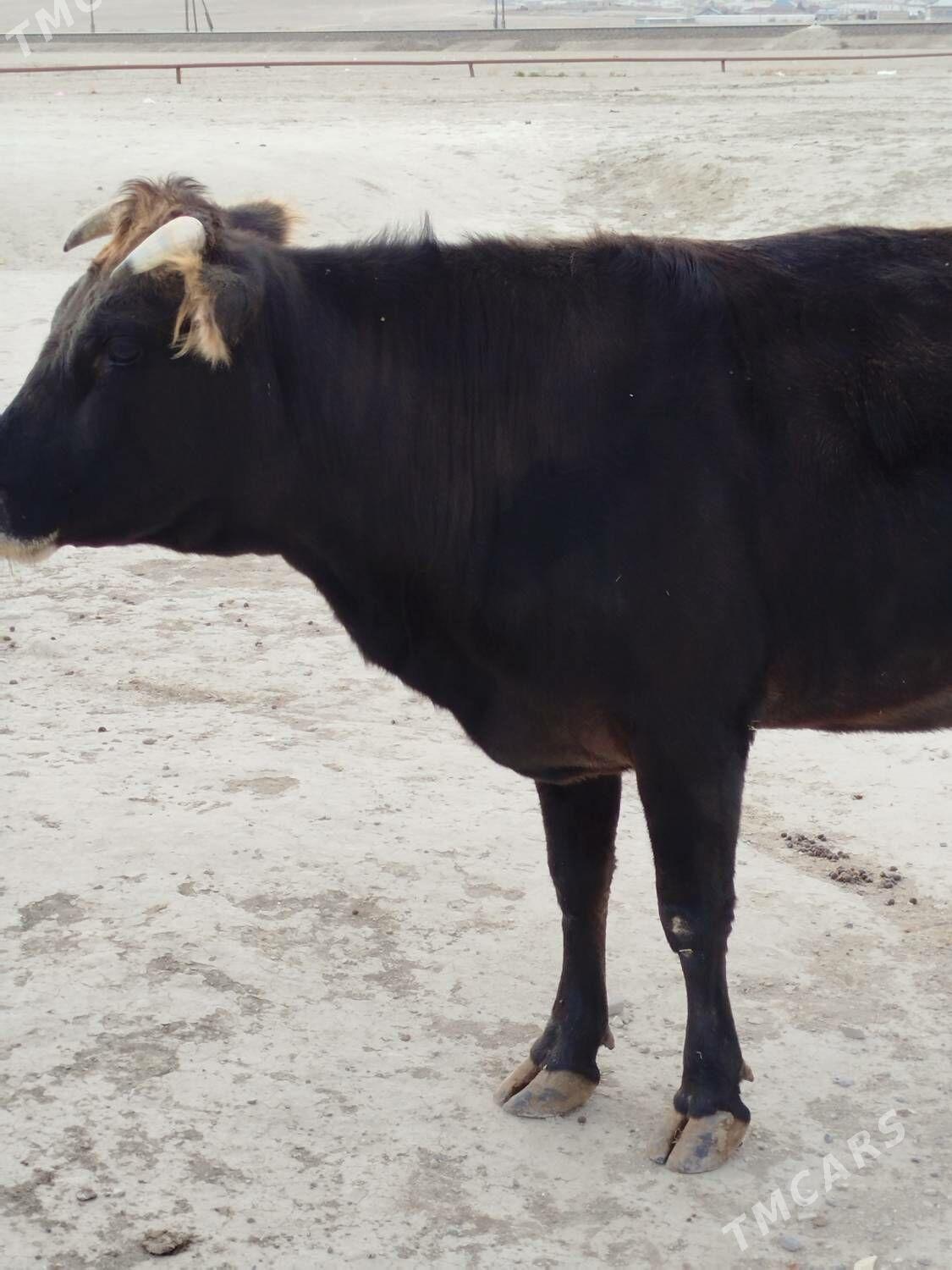 Sygyr - Берекет - img 2