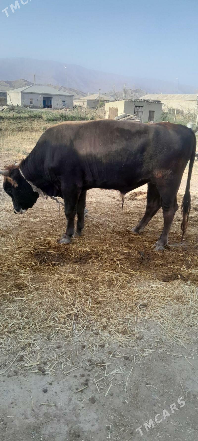 Öküz 2ýaş - Bäherden - img 1