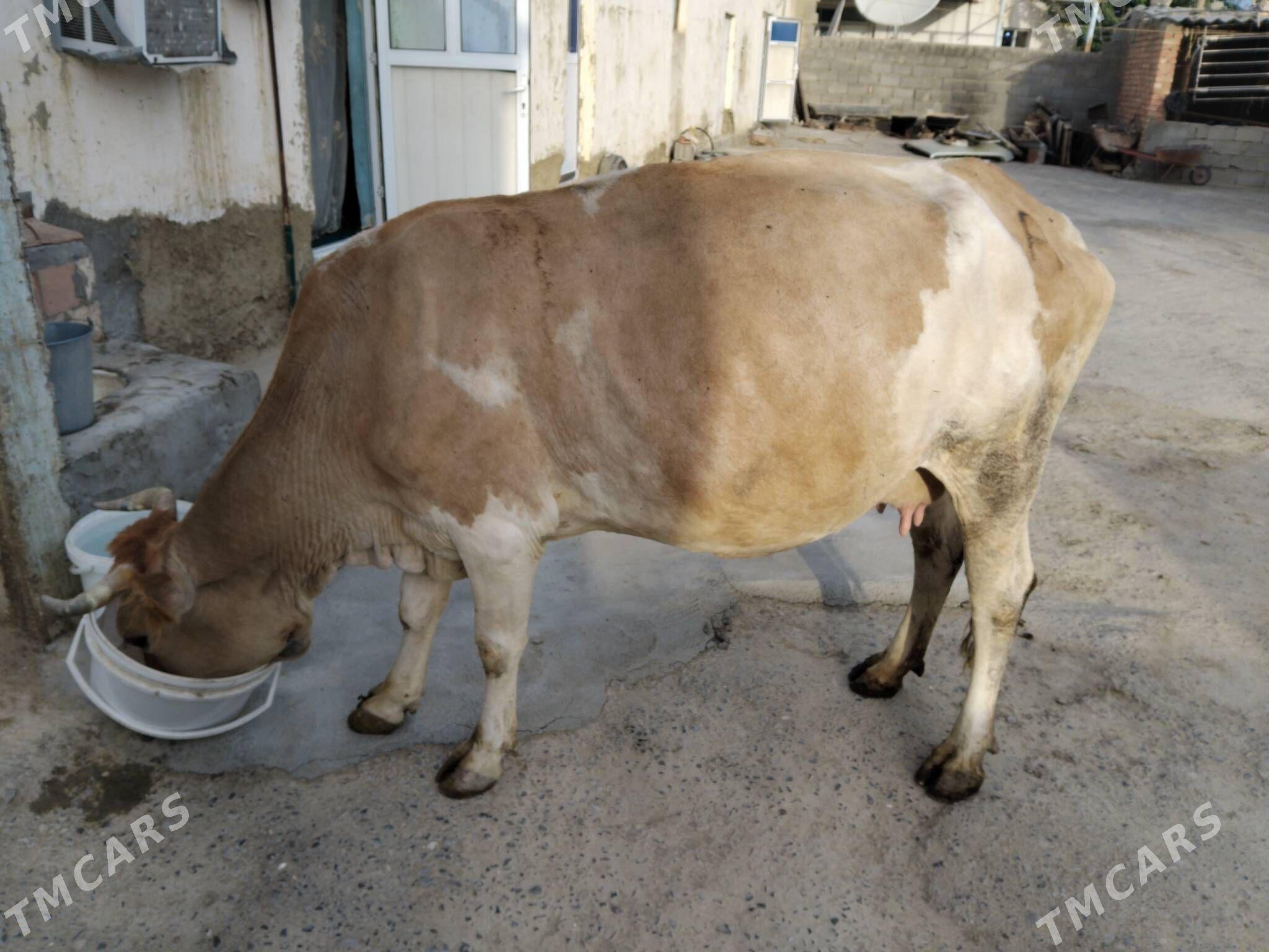 Göleli sygyr - Бахарден - img 2