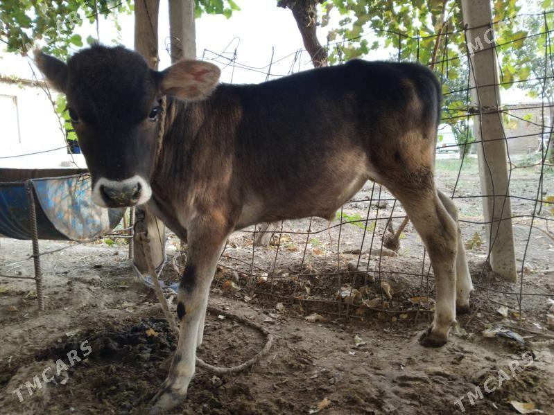 Göleli sygyr - Бахарден - img 1