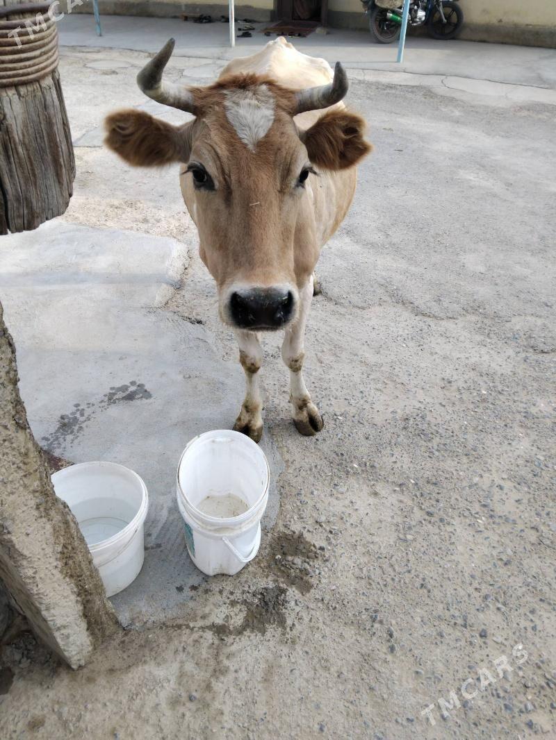 Göleli sygyr - Бахарден - img 4