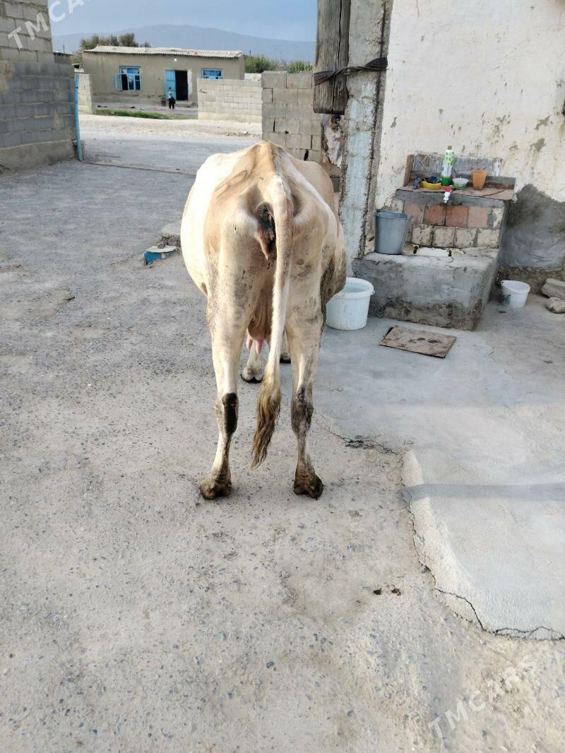 Göleli sygyr - Бахарден - img 3