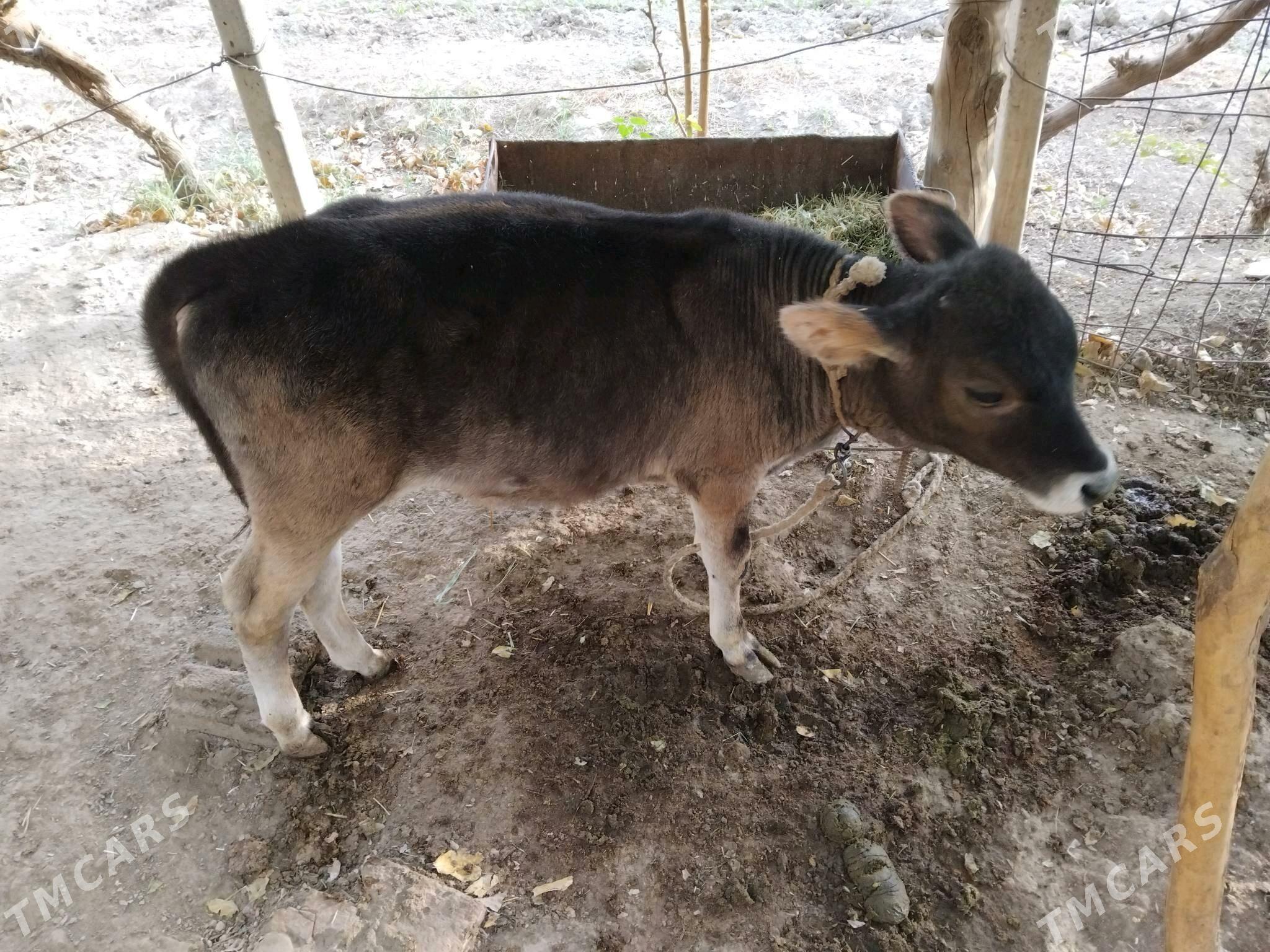 Göleli sygyr - Бахарден - img 5