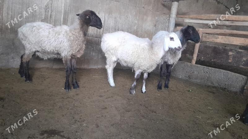 Goÿun - Херрикгала - img 3