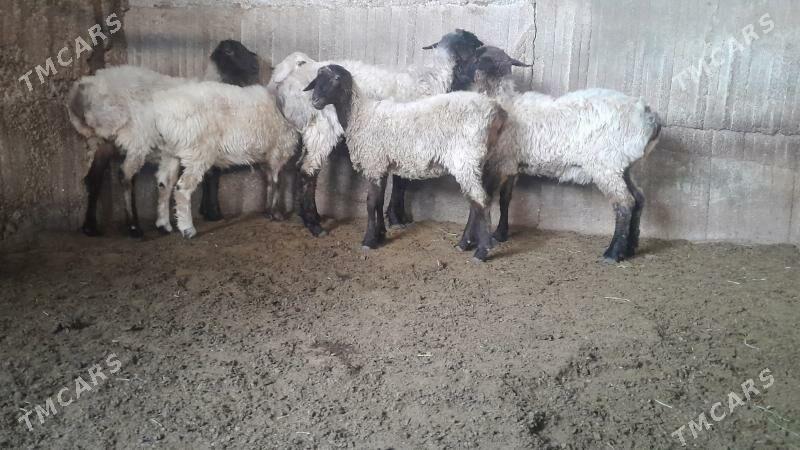 Goÿun - Херрикгала - img 4