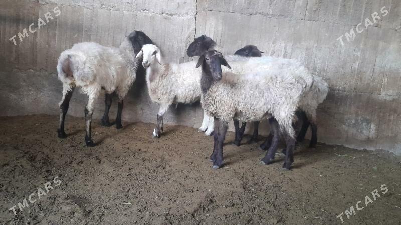 Goÿun - Херрикгала - img 5