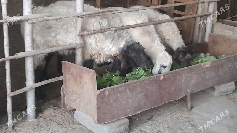 Goÿun - Херрикгала - img 2