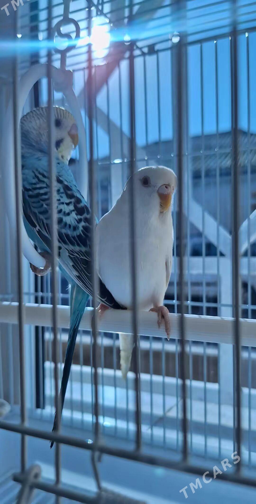 GUS PABUGAY - Hitrowka - img 2