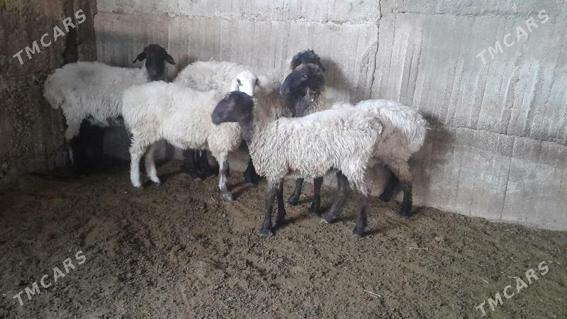 Goÿun - Херрикгала - img 7