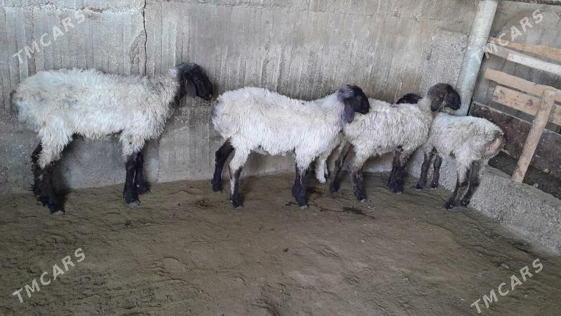 Goÿun - Херрикгала - img 6