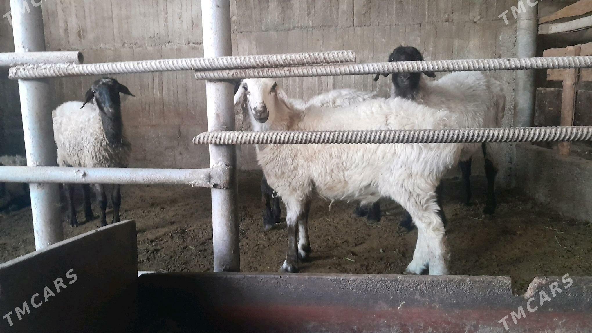 Goÿun - Херрикгала - img 8