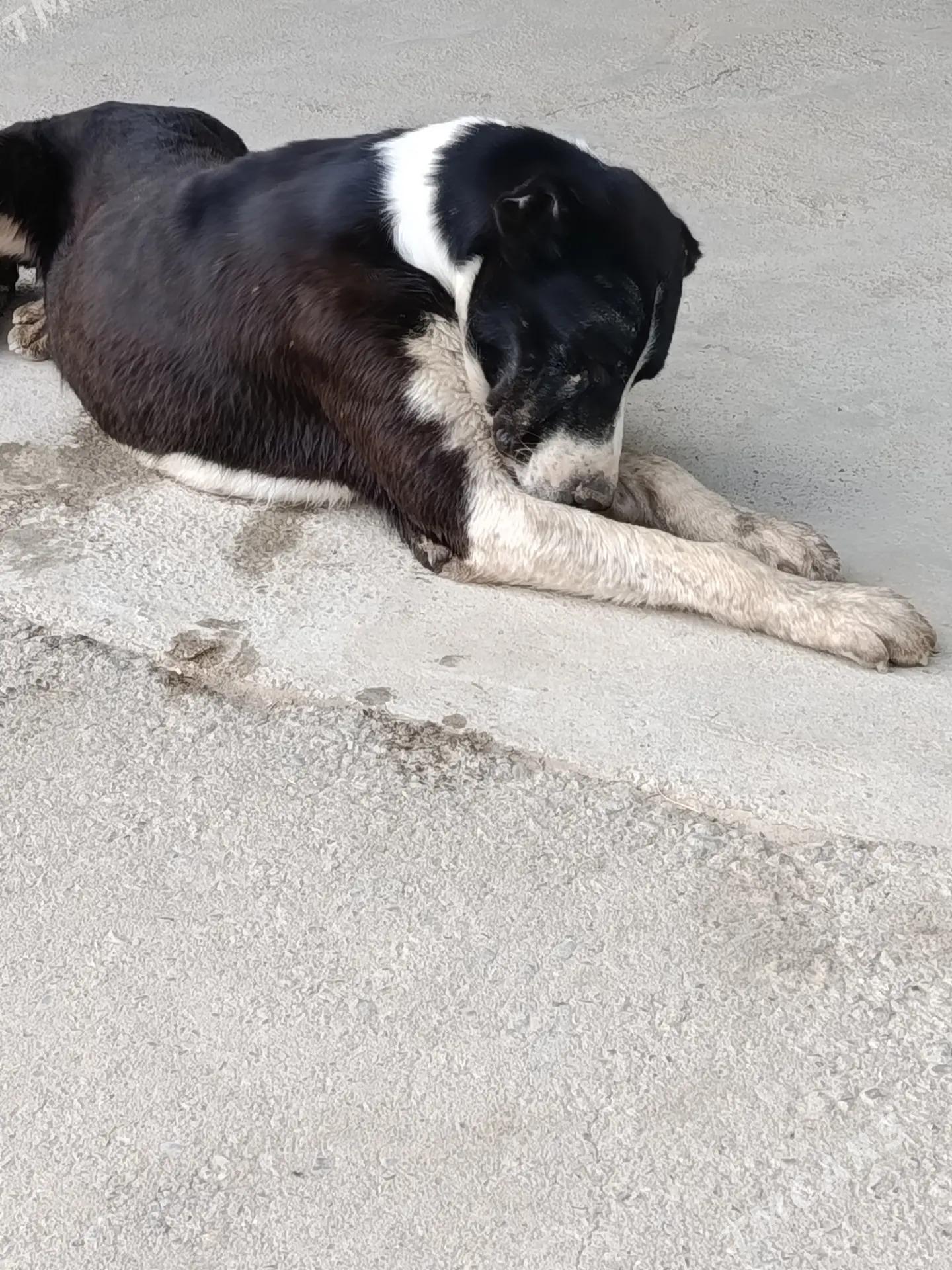 It - Гёкдепе - img 2