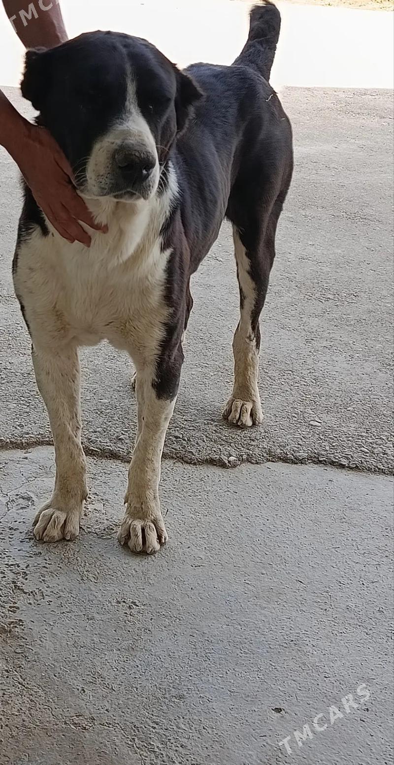 It - Гёкдепе - img 3