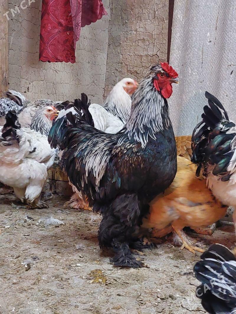 horaz brama - Байрамали - img 2