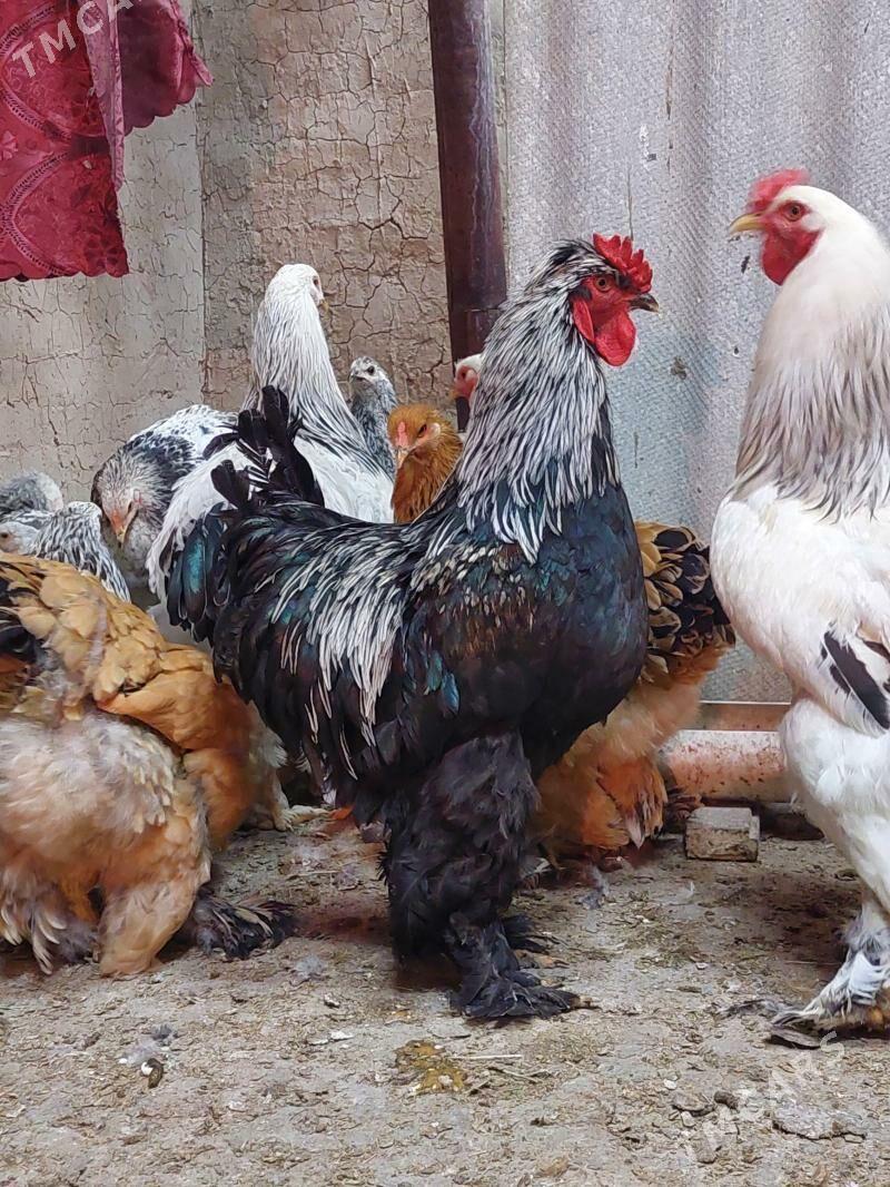 horaz brama - Байрамали - img 1