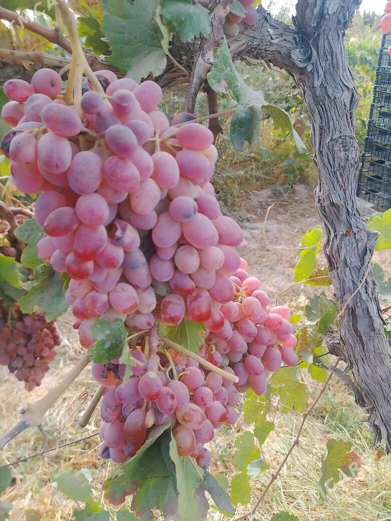 uzum nahal tayfi  rozywy - Türkmenabat - img 3