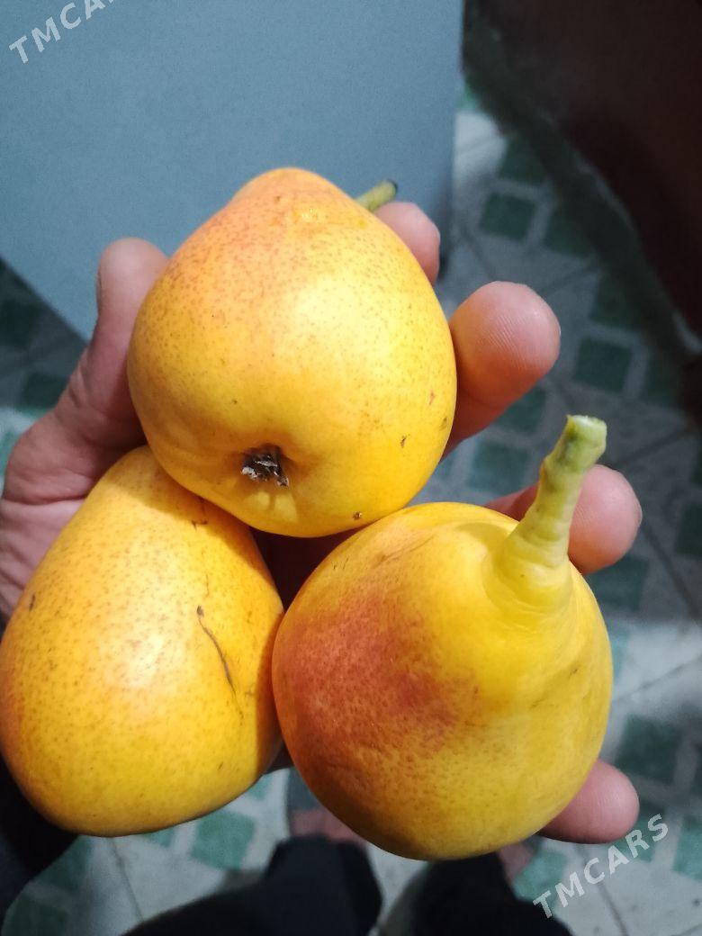 uzum nahal tayfi  rozywy - Türkmenabat - img 1