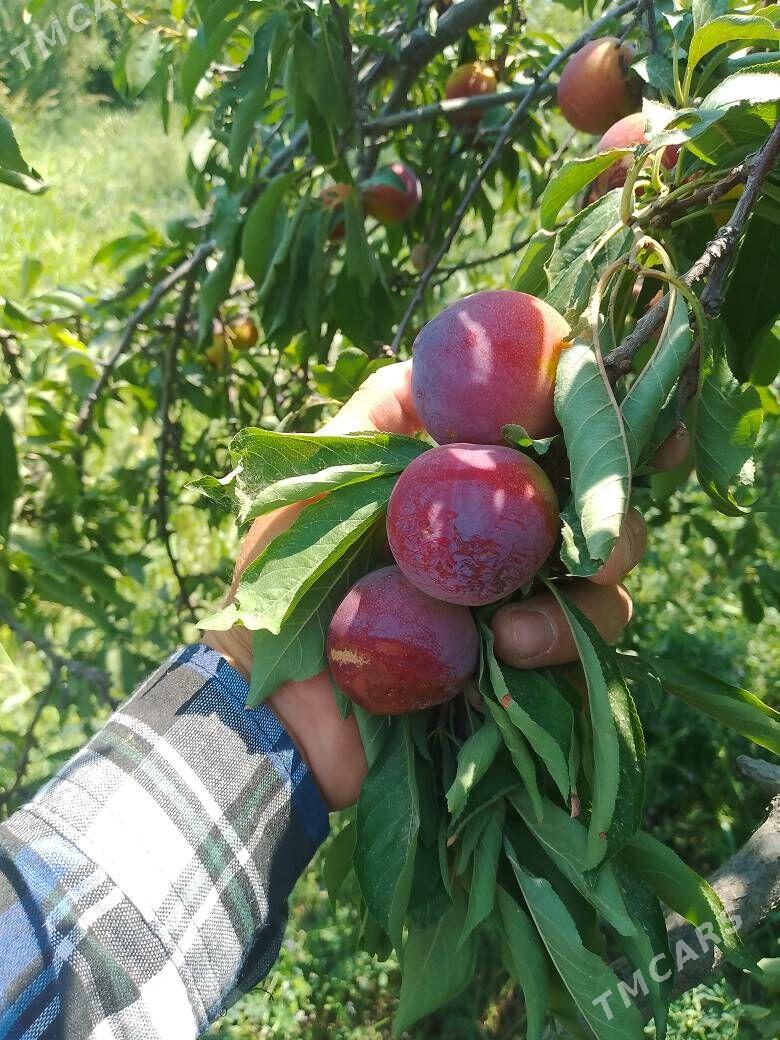 uzum nahal tayfi  rozywy - Türkmenabat - img 10