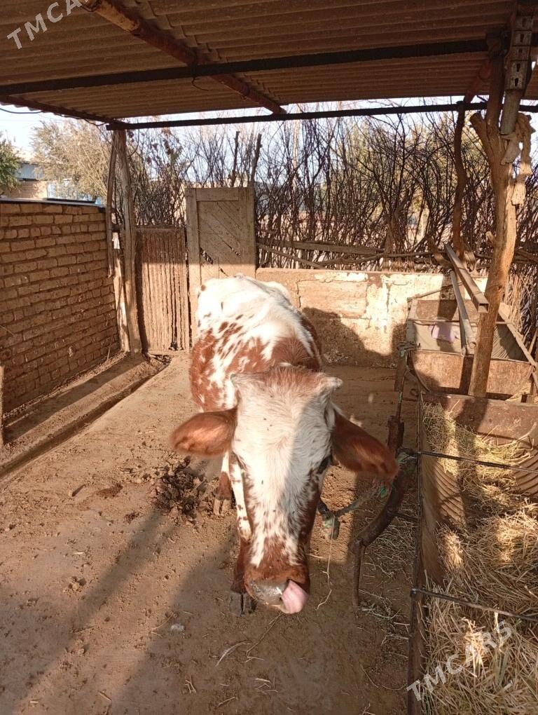 sygyr - Babadaýhan - img 1