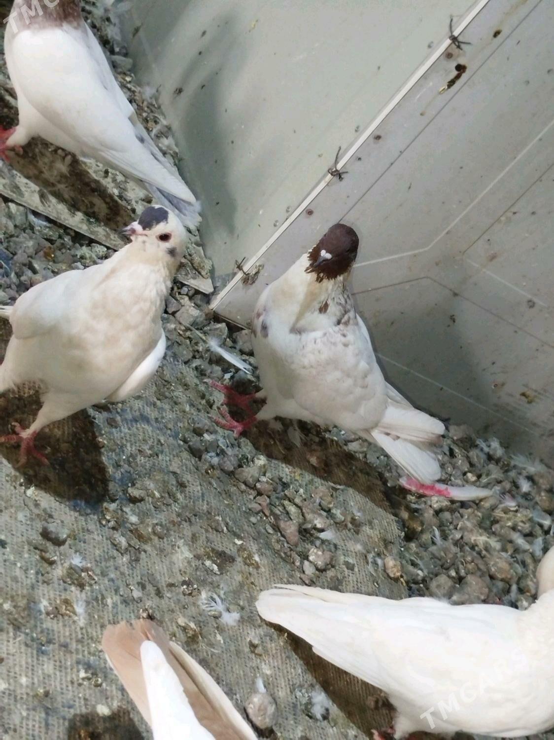 kepderi - Podwoýski köç. (Bitarap Türkmenistan şaýoly) - img 5