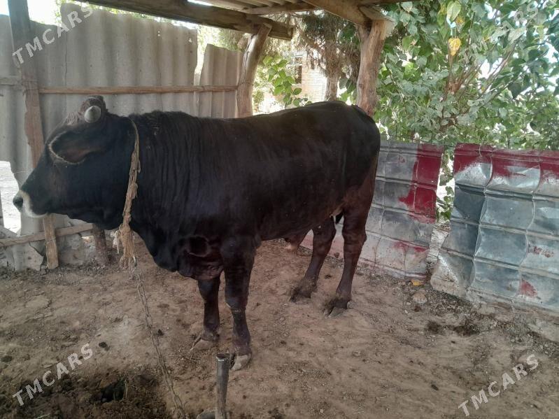 Öküz - Gökdepe - img 3