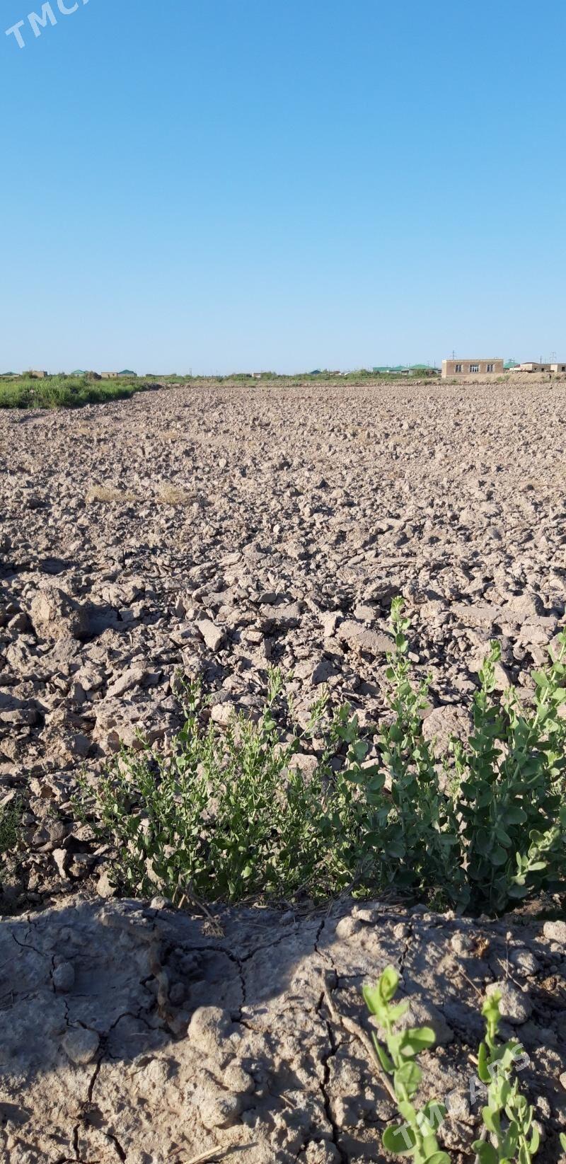 мелек - Дашогуз - img 5