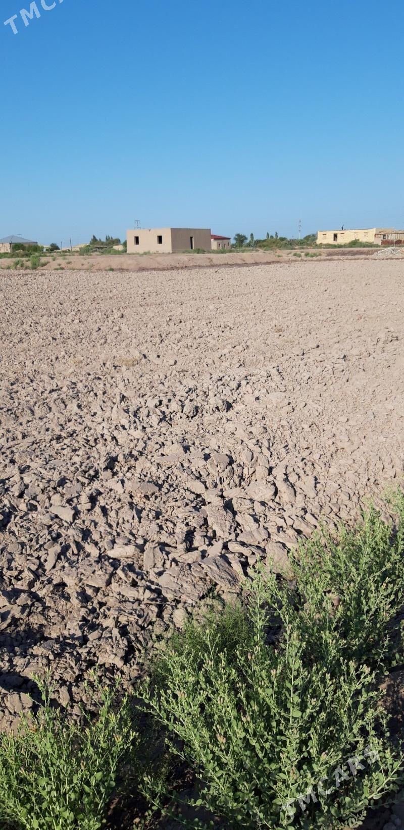 мелек - Дашогуз - img 3