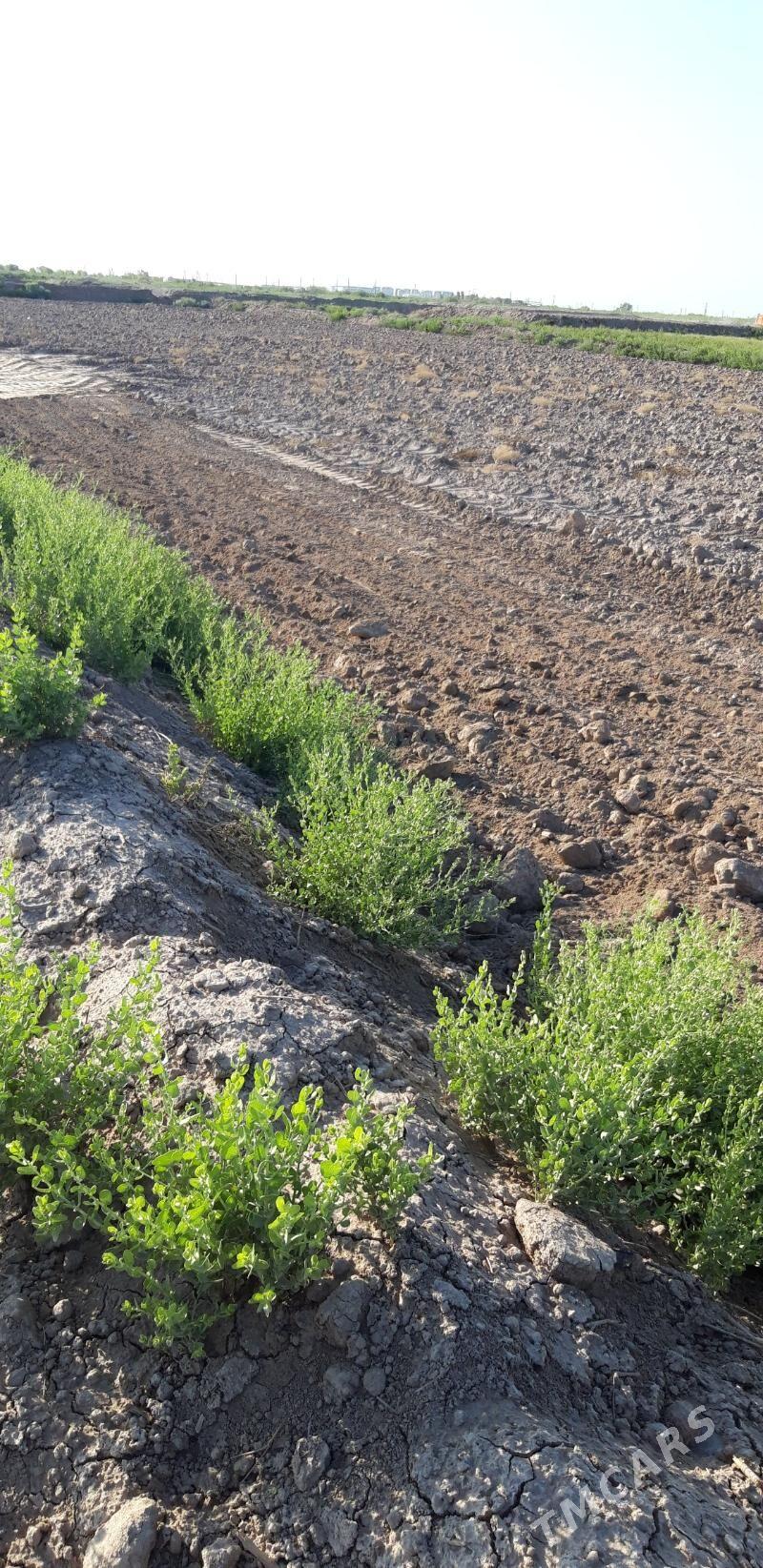 мелек - Дашогуз - img 7