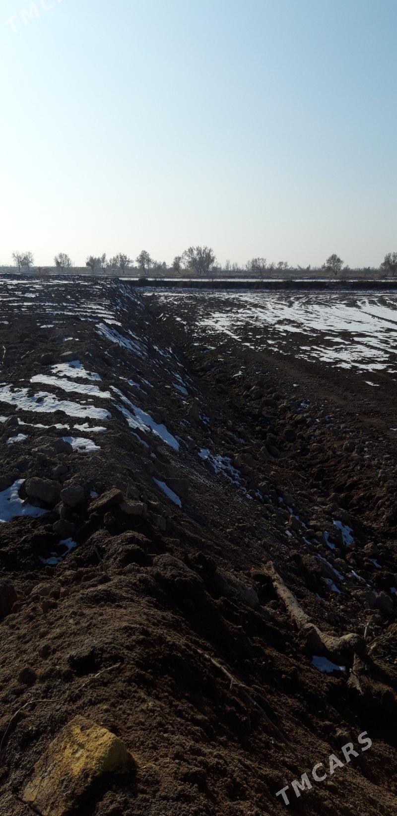 мелек - Дашогуз - img 2