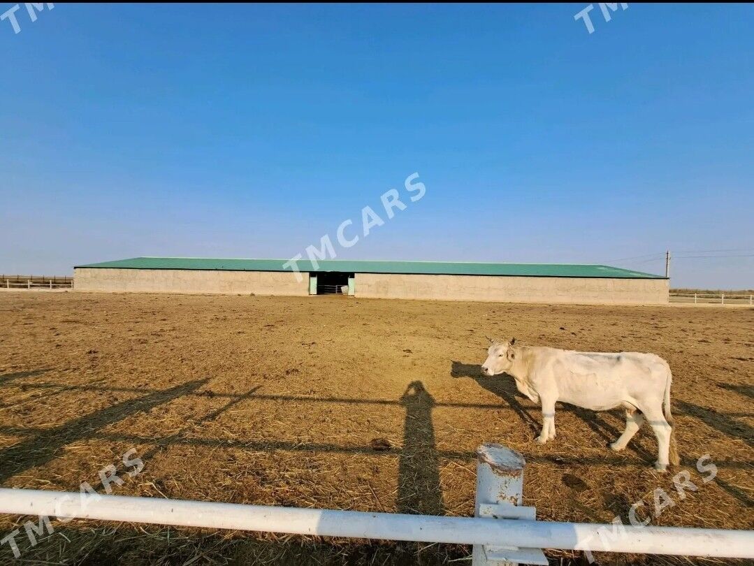 ferma - Кака - img 5