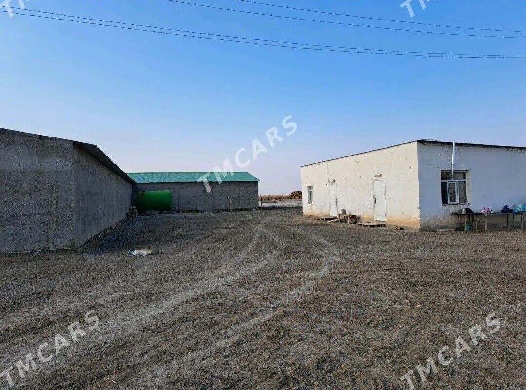 ferma - Кака - img 3