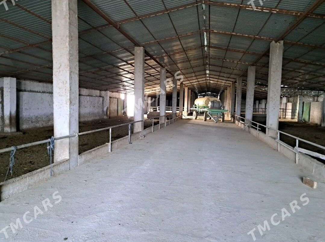 ferma - Кака - img 6