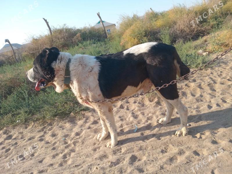 Türkmen alabay - Сакарчага - img 1