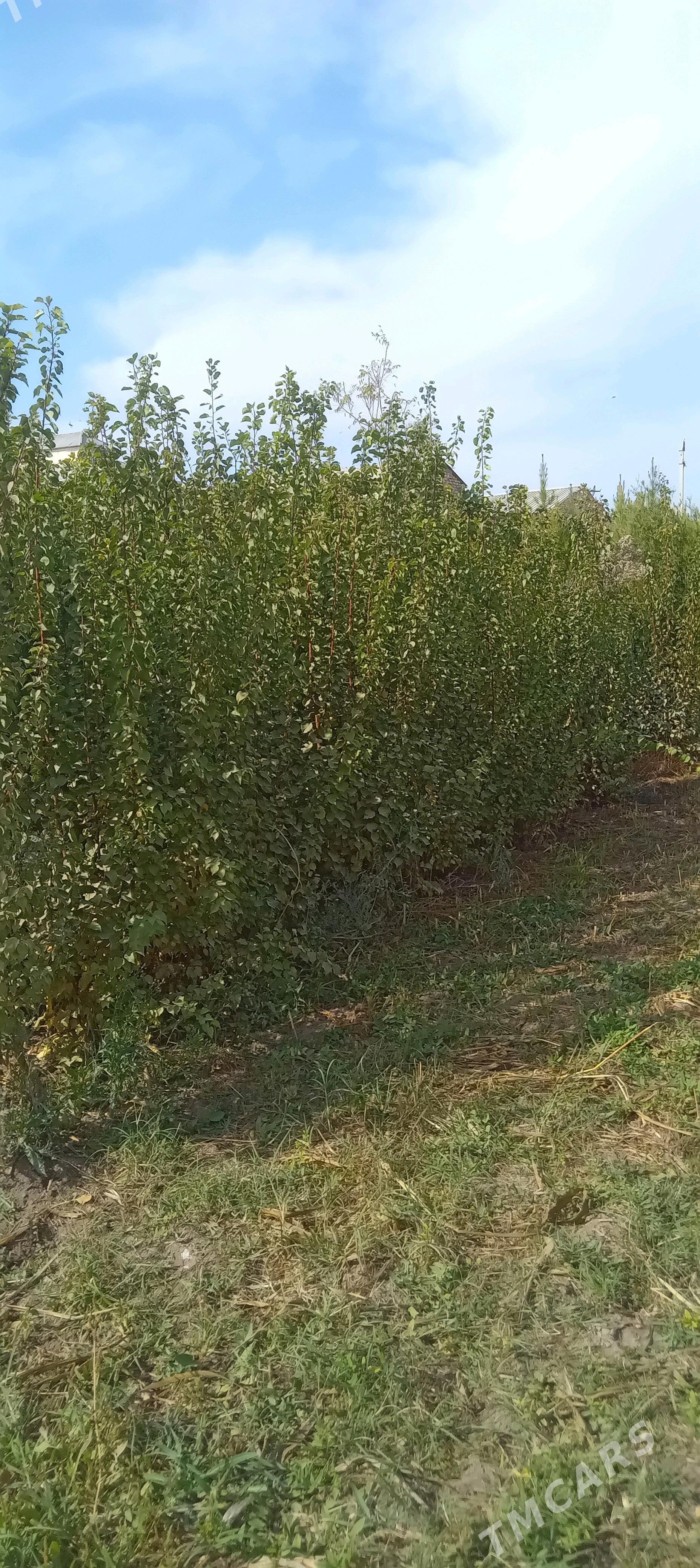 baglar we nahallar - Туркменабат - img 2