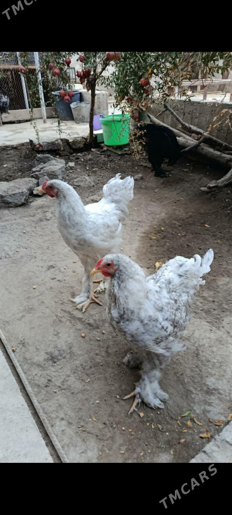 brama horazlar - Bagyr - img 3