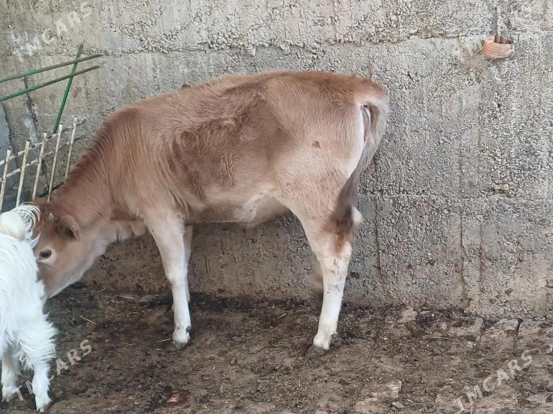 Tuwe - Бузмеин - img 2