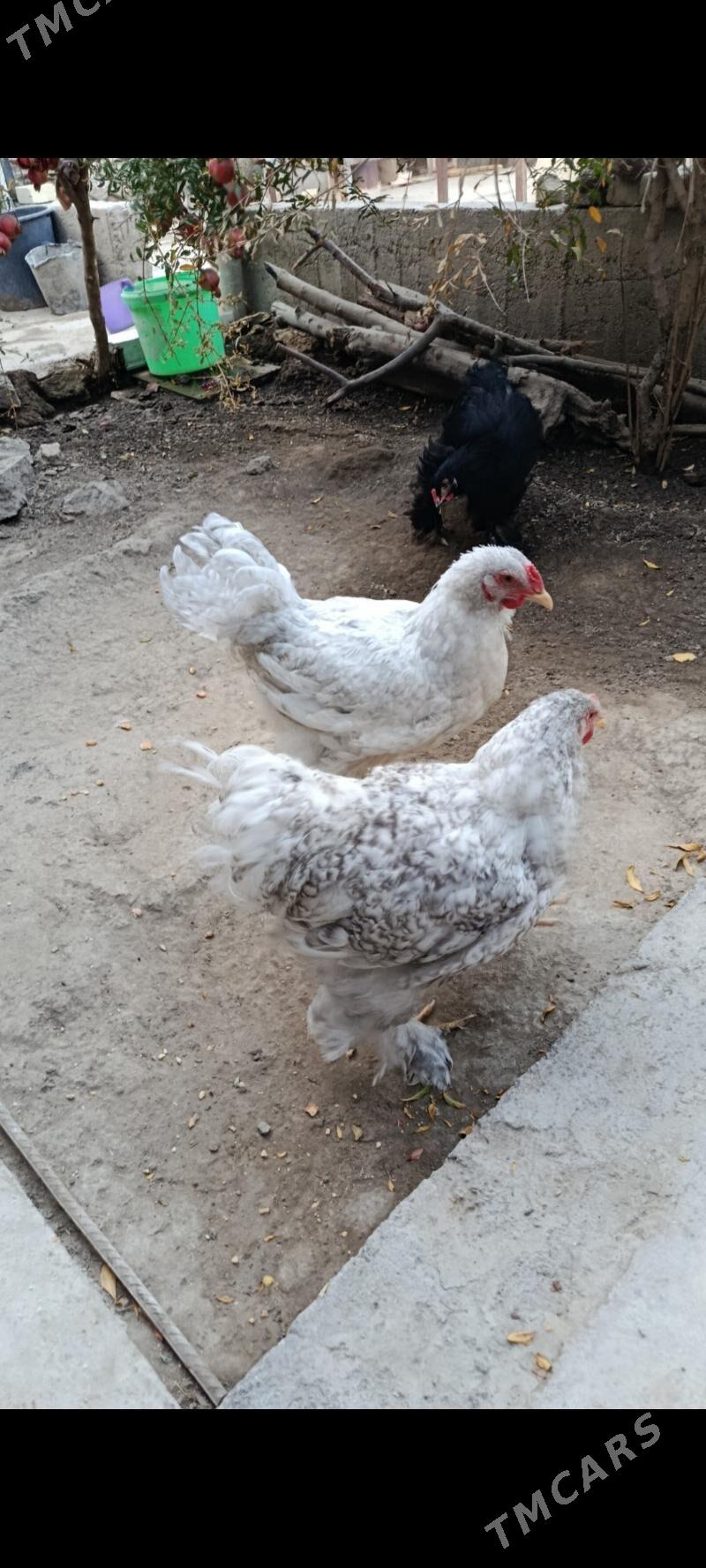 brama horazlar - Bagyr - img 1