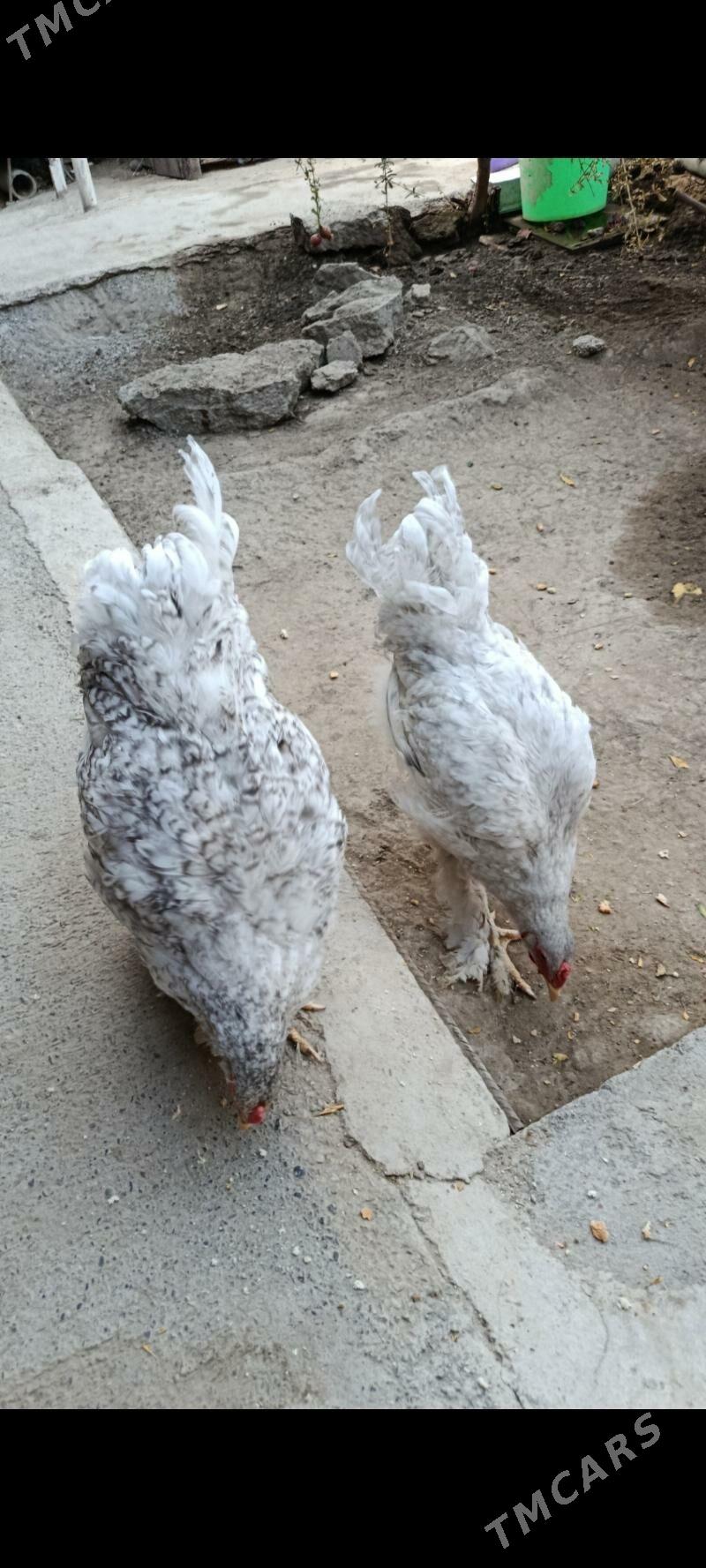 brama horazlar - Bagyr - img 2