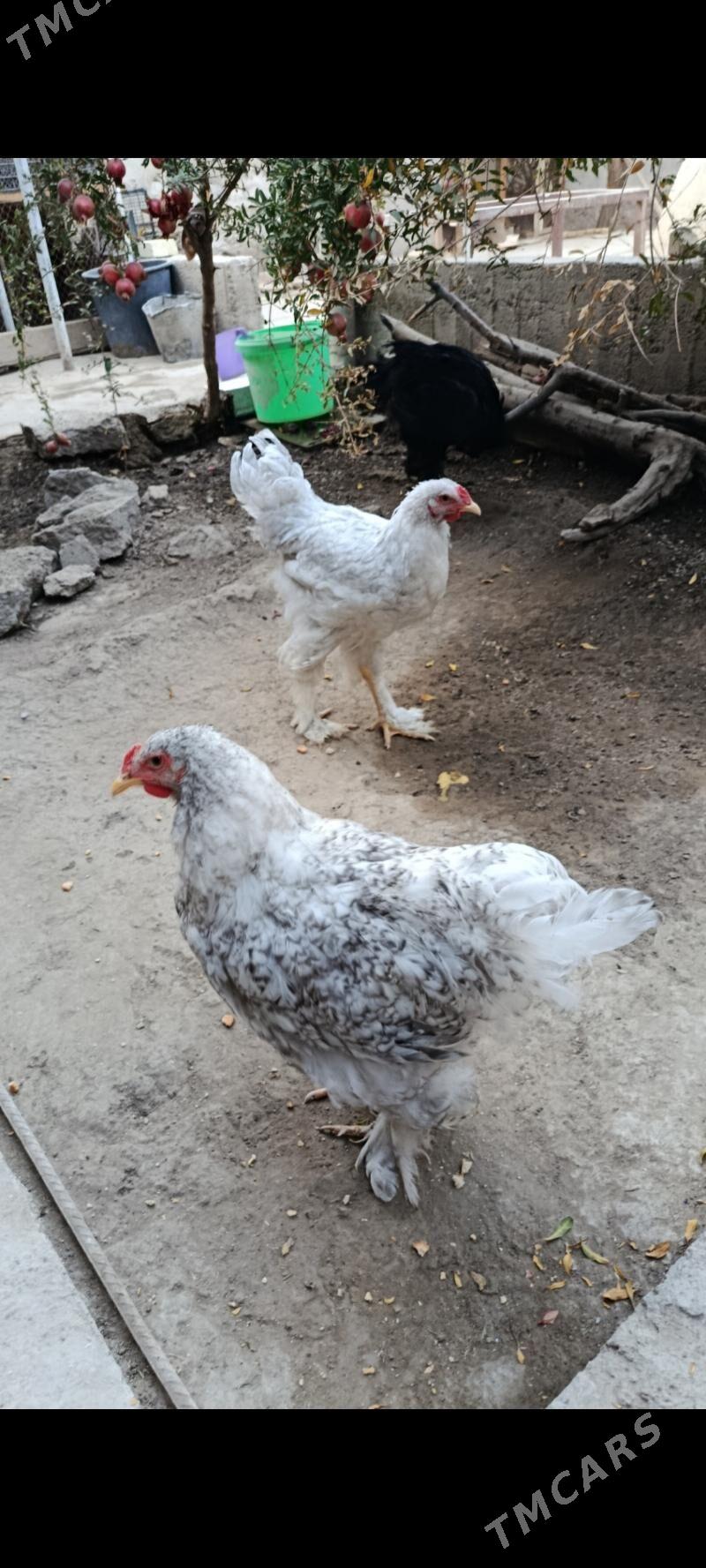 brama horazlar - Bagyr - img 4