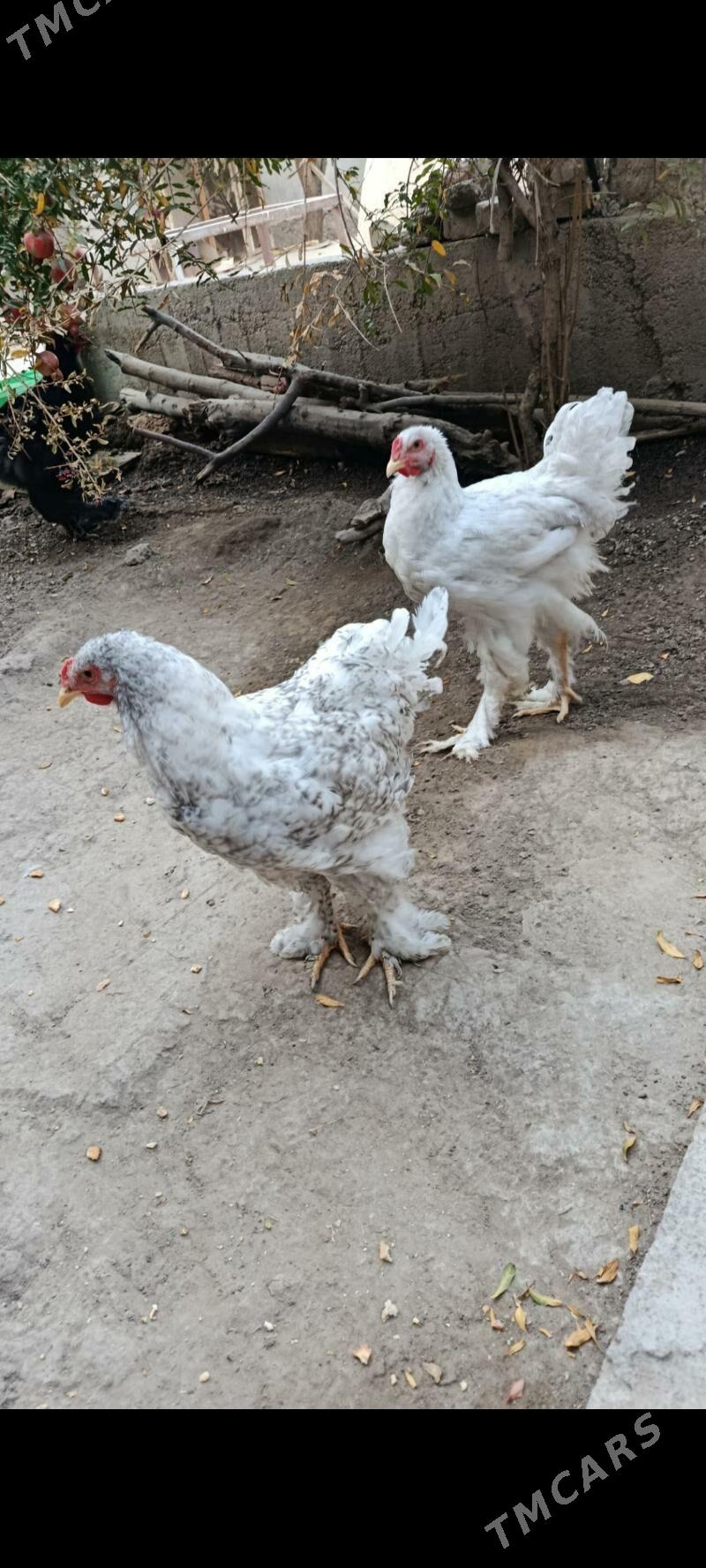 brama horazlar - Bagyr - img 6