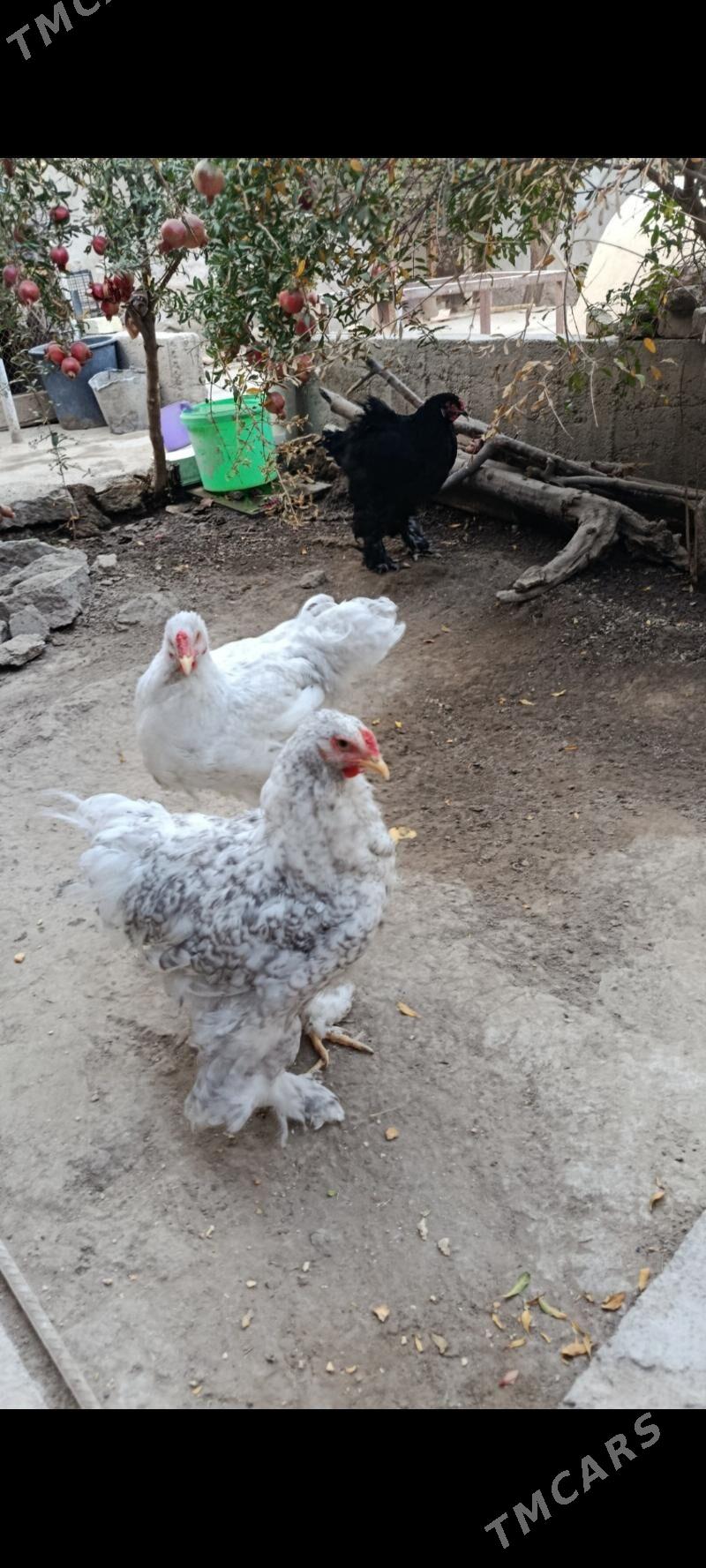 brama horazlar - Bagyr - img 5