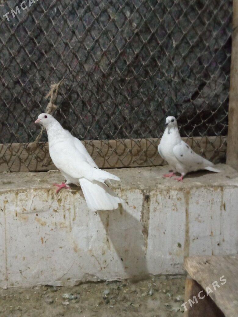 kepderi - Daşoguz - img 1