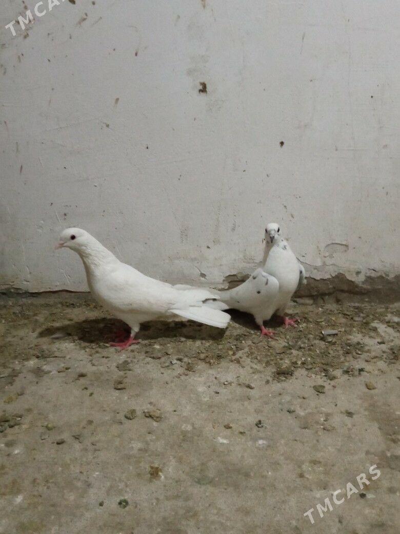 kepderi - Daşoguz - img 3