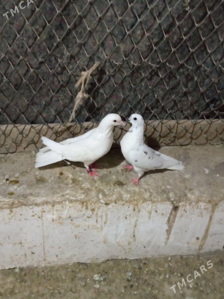 kepderi - Daşoguz - img 2