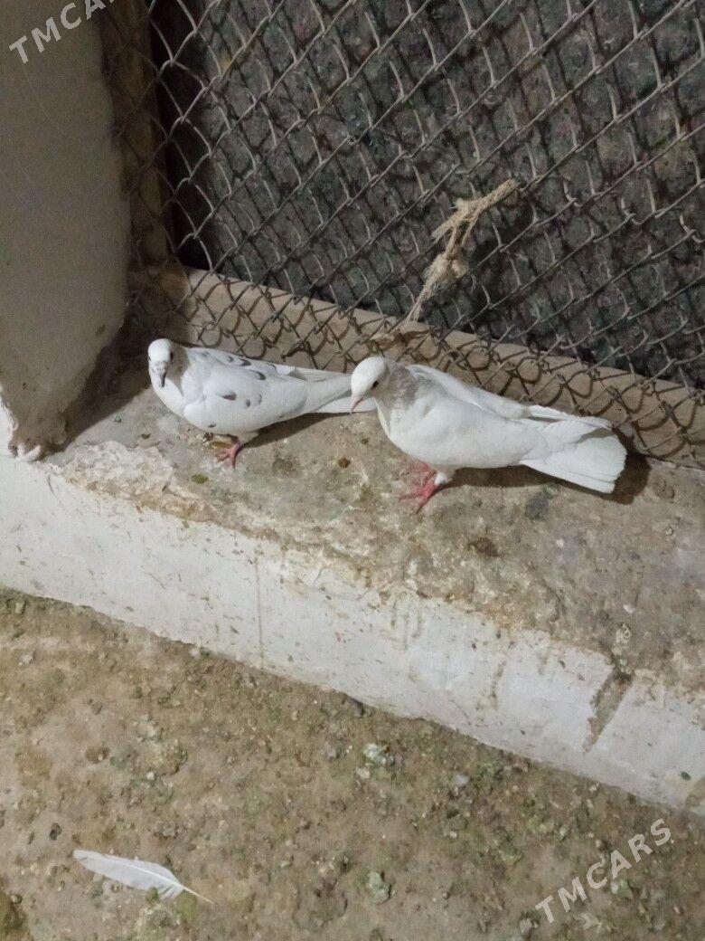 kepderi - Daşoguz - img 4