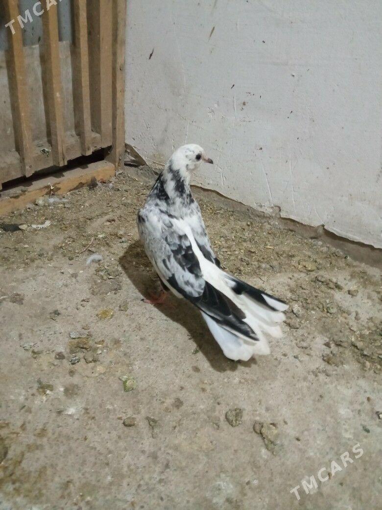 kepderi - Дашогуз - img 3