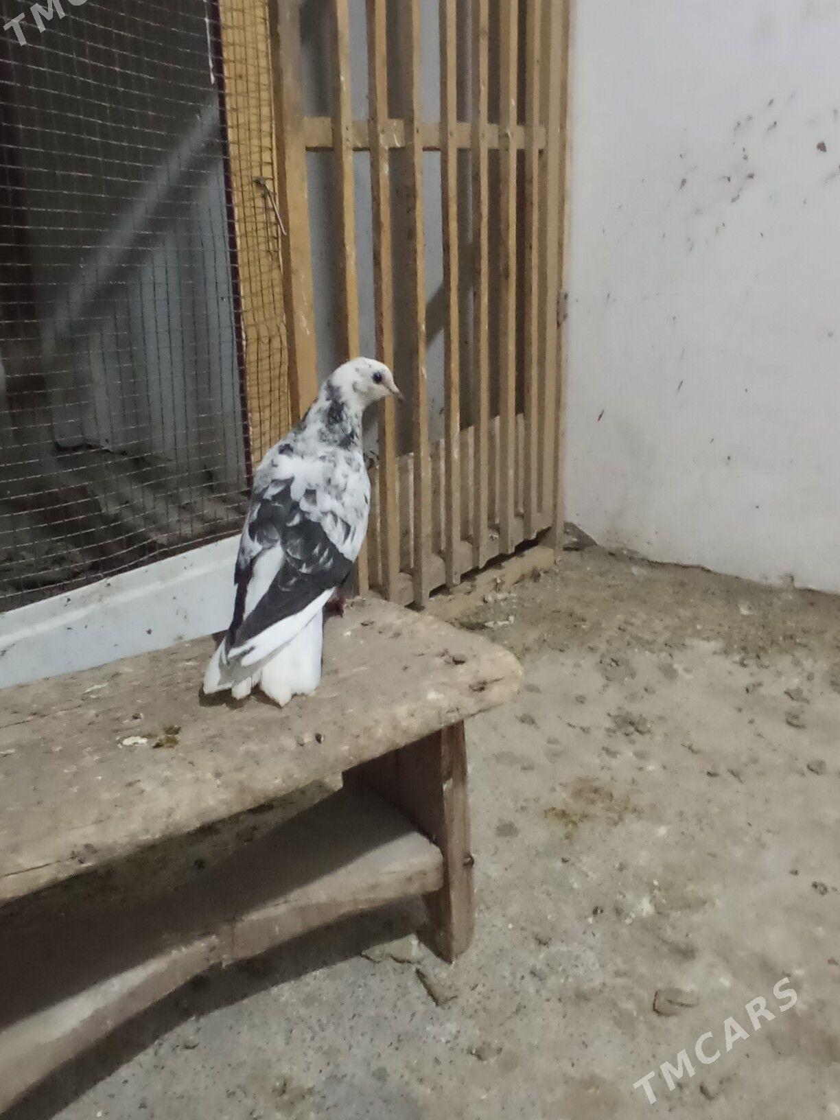 kepderi - Дашогуз - img 5