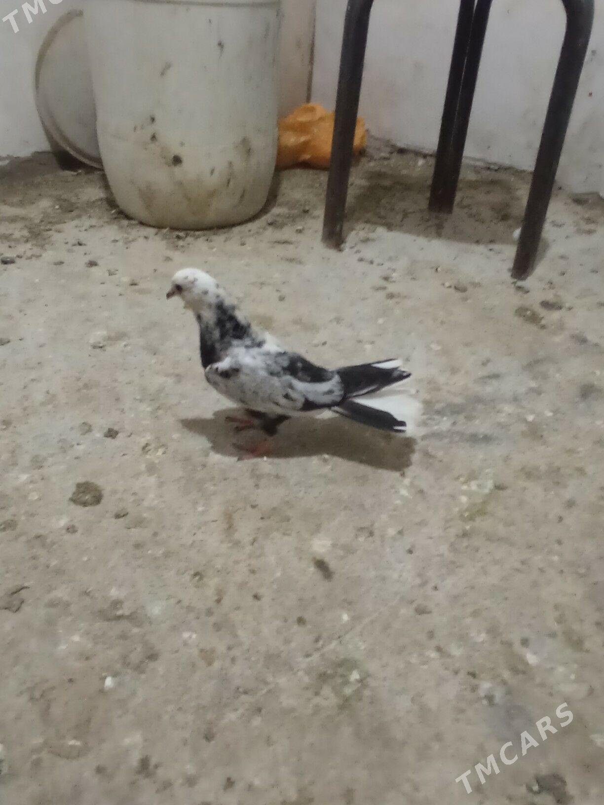 kepderi - Дашогуз - img 4